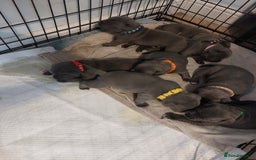 Staffordshire Bull Terrier dogs for sale: Blue Staffordshire Bull Terrier 🐶 Puppies 🐶 - Image 38