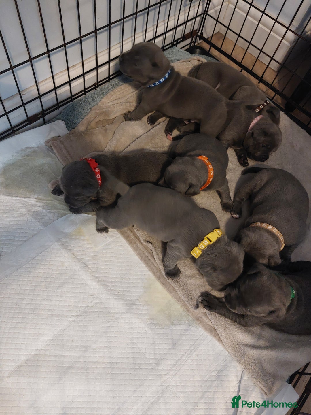 Staffordshire Bull Terrier dogs for sale: Blue Staffordshire Bull Terrier 🐶 Puppies 🐶 - Image 38