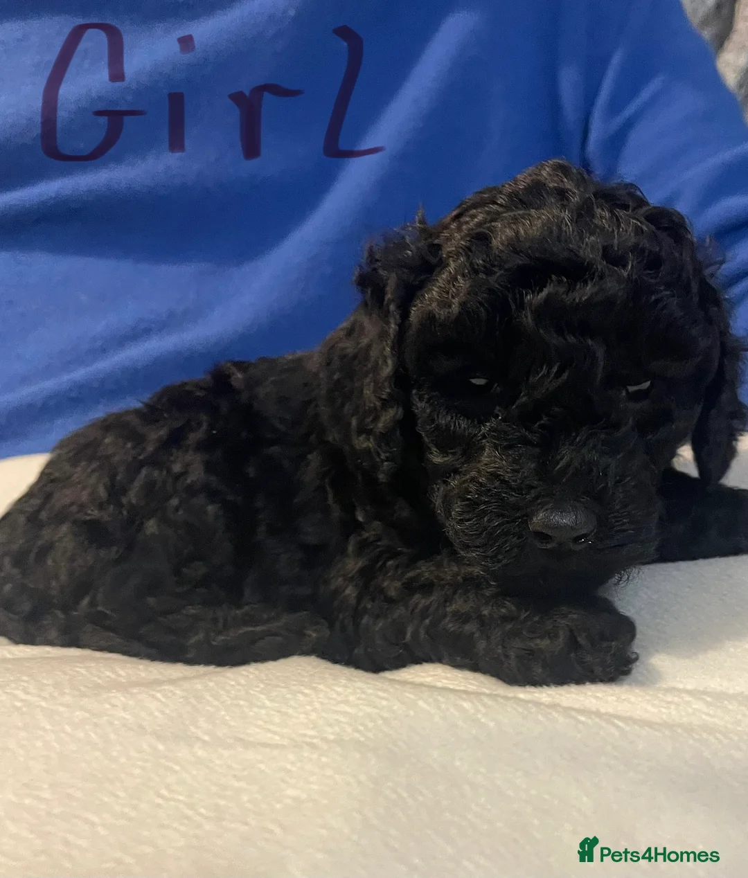Toy Poodle dogs for sale: 5 Gorgeous and Lively Toy Poodle puppies  - Advert 8