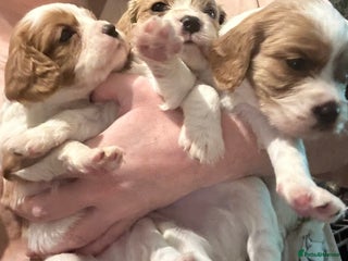 Mixed Breed dogs Cockalier puppies - Advert 7