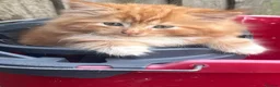 Mixed Breed cats for sale: Adorable ginger kitten for sale  - Advert 1
