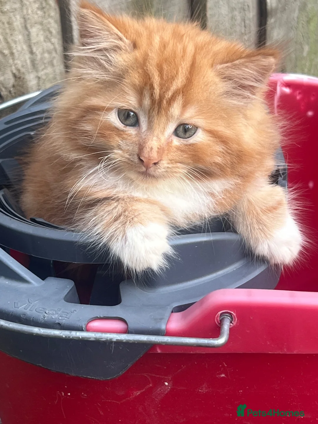 Mixed Breed cats for sale: Adorable ginger kitten for sale  - Advert 1