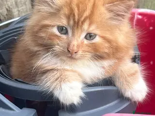 Mixed Breed cats Adorable ginger kitten for sale - Advert 3