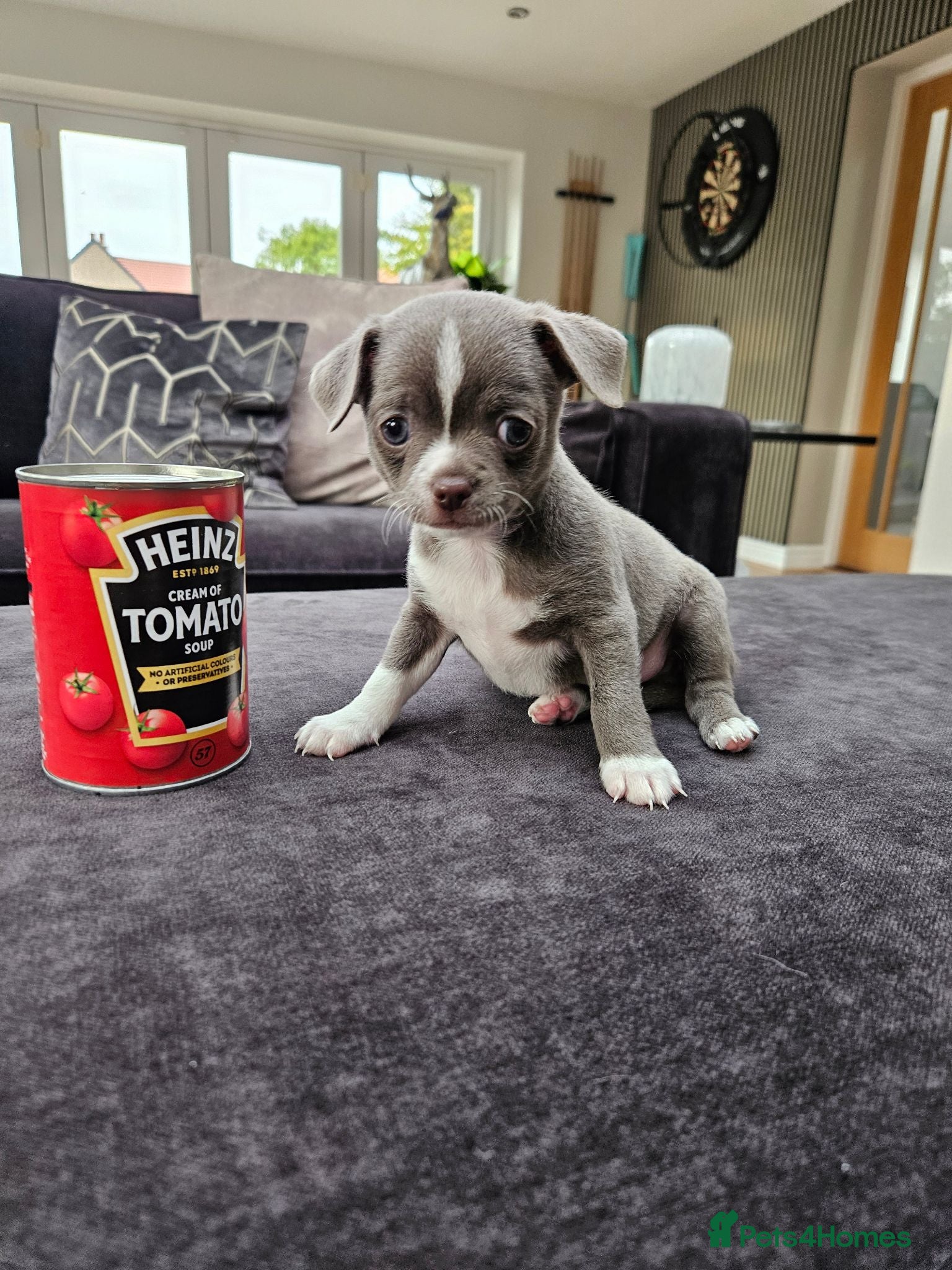 Chihuahua dogs Only 1 left ## Smoothcoat Chihuahua puppy for sale - Advert 2