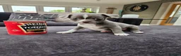 Chihuahua dogs for sale: Only 1 left ## Smoothcoat Chihuahua puppy for sale - Advert 1