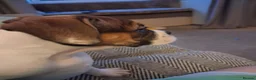Mixed Breed dogs for sale: 6 months old  - Advert 4