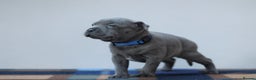 Staffordshire Bull Terrier dogs for sale: SBT CHAMPION BLOODLINE FURY & CLEO - Advert 7