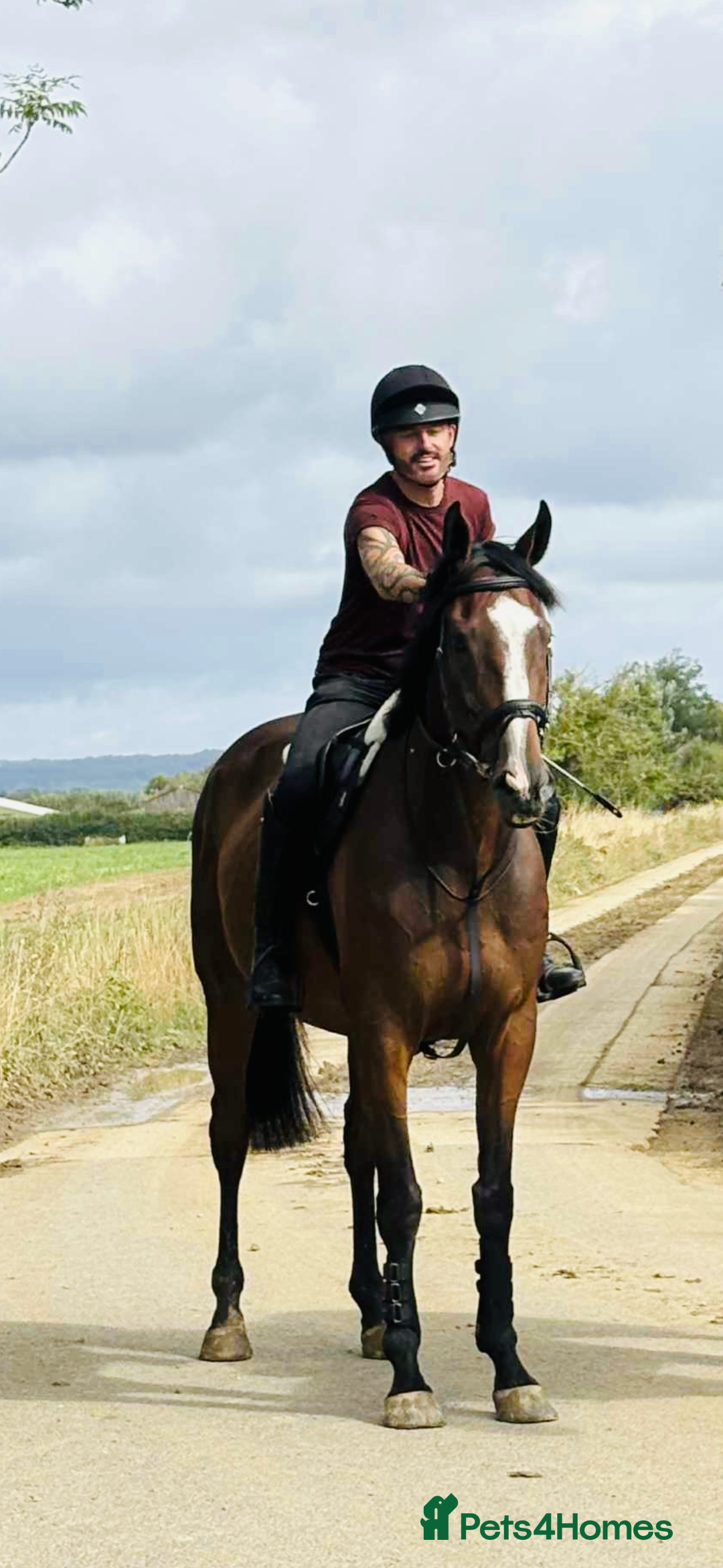 Irish Thoroughbred horses for sale: 17.2 Bay Gelding  - Advert 2