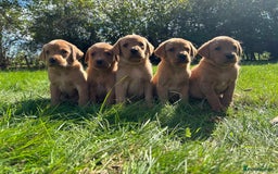 Labrador Retriever dogs for sale: Fox Red Labrador Retrievers - Image 2