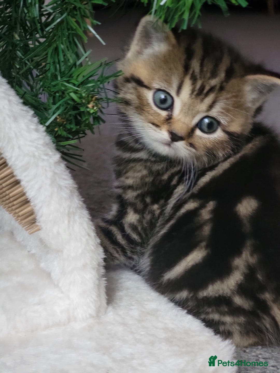 Scottish Fold cats for sale: Scottish fold - Advert 10