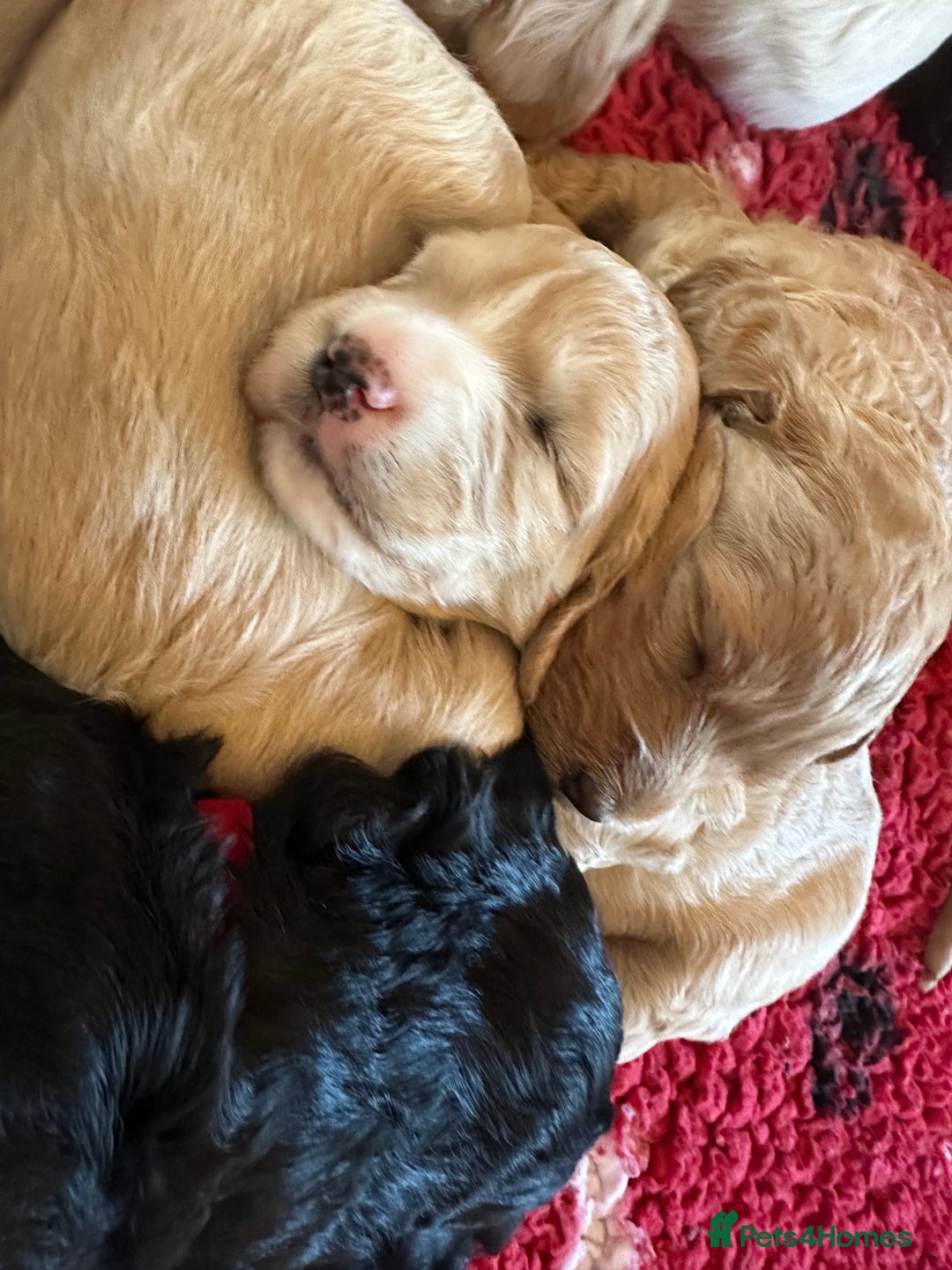 Labradoodle dogs for sale: Beautiful 50/50 British x Australian Labradoodles in Knighton - Image 20