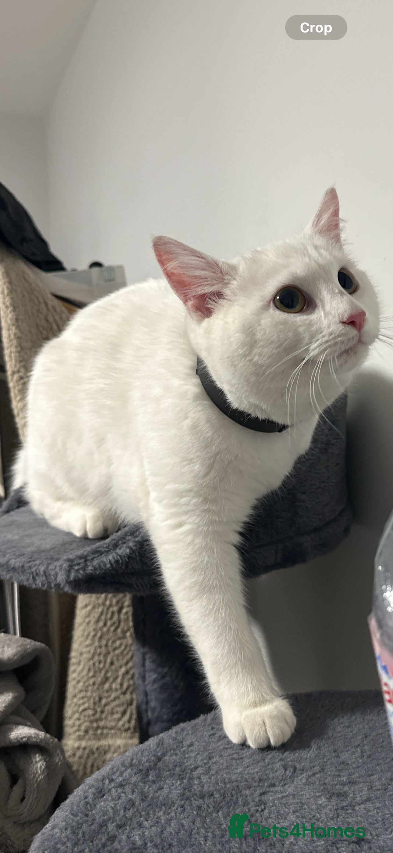 Mixed Breed cats 2 loving 6 months cats ready to find forever home  - Advert 2