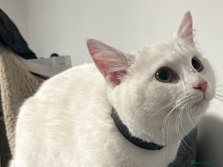 Mixed Breed cats 2 loving 6 months cats ready to find forever home - Advert 5