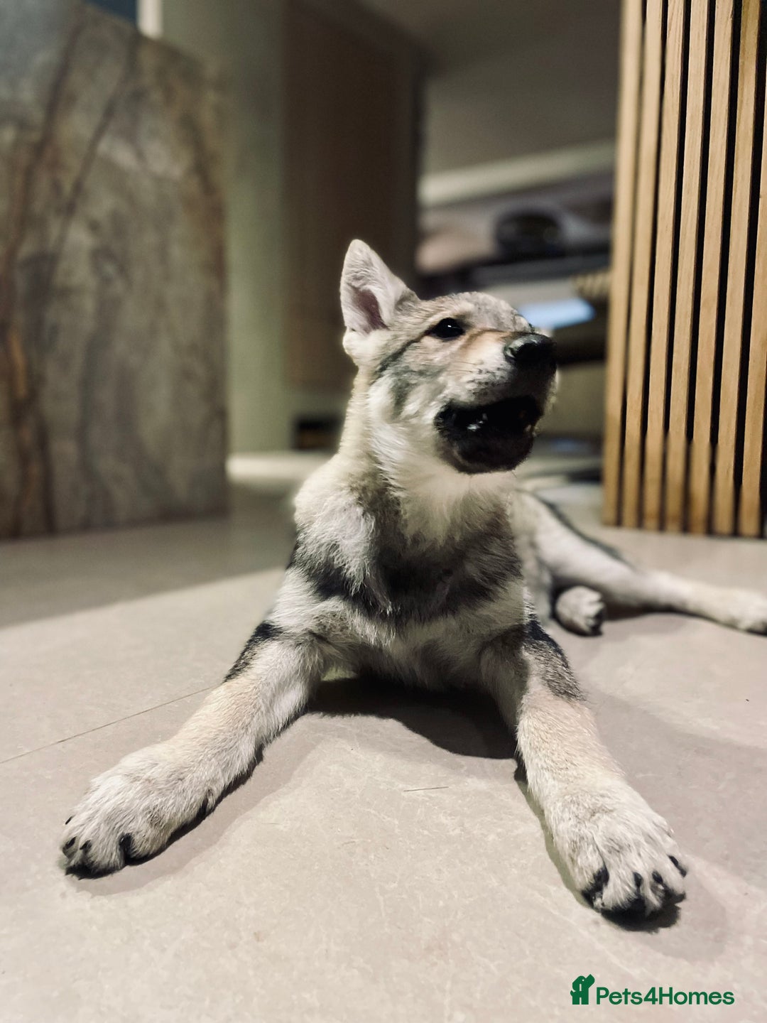 Saarloos Wolfdog dogs for sale: Saarloos Wolfdog  - Advert 4