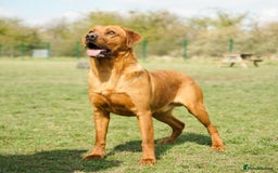 Labrador Retriever dogs for sale: Exceptional Health Tested KC Labrador Puppies - Image 13