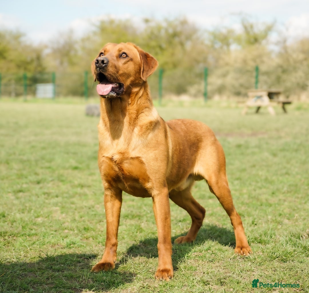 Labrador Retriever dogs for sale: Exceptional Health Tested KC Labrador Puppies - Image 13