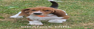 Basset Hound ORANGE 