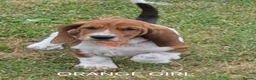 Basset Hound dogs for sale: KC BASSET HOUND PUPPIES  - Advert 23