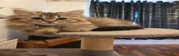 Persian cats for sale: Beautiful dollface persian chinchilla kittens  - Advert 1