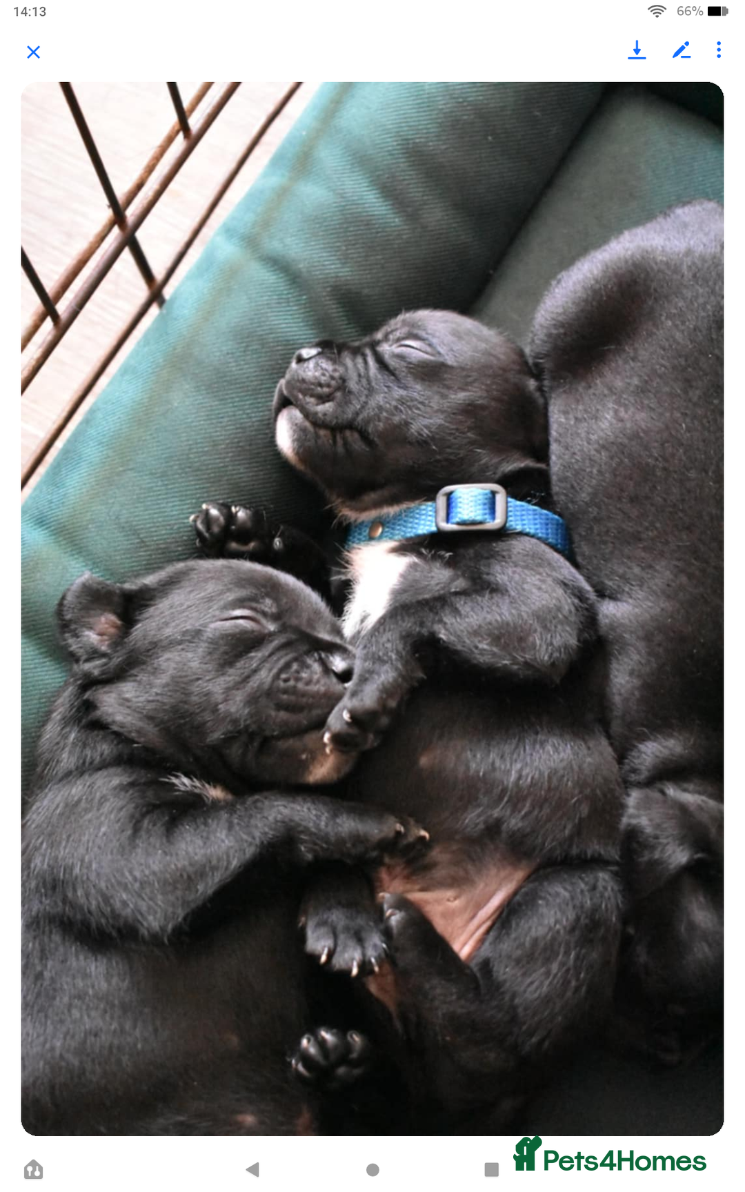 Staffordshire Bull Terrier dogs for sale: Kc registered Staffordshire Bull terrier pups - Image 18
