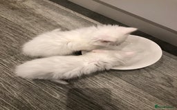 Mixed Breed cats for sale: Litter 5 kittens looking for there forever homes.  - Image 1