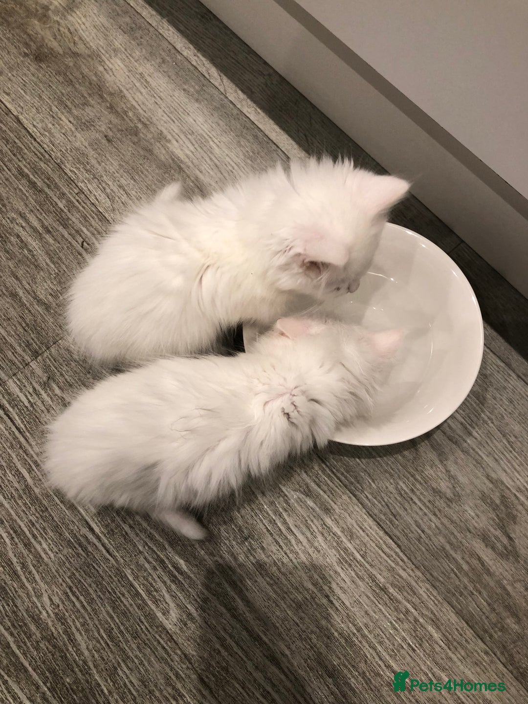 Mixed Breed cats for sale: Litter 5 kittens looking for there forever homes.  - Image 1