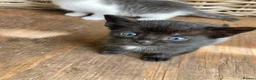 Mixed Breed cats for sale: Very pretty family friendly kittens.  - Advert 7