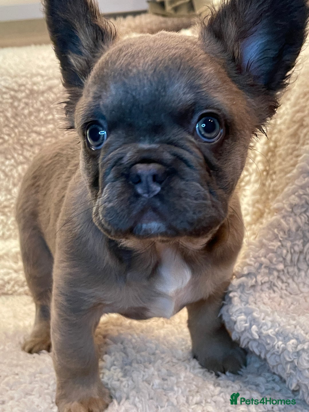 French Bulldog dogs for sale: Beautiful Fluffy Frenchie Pups - Advert 10