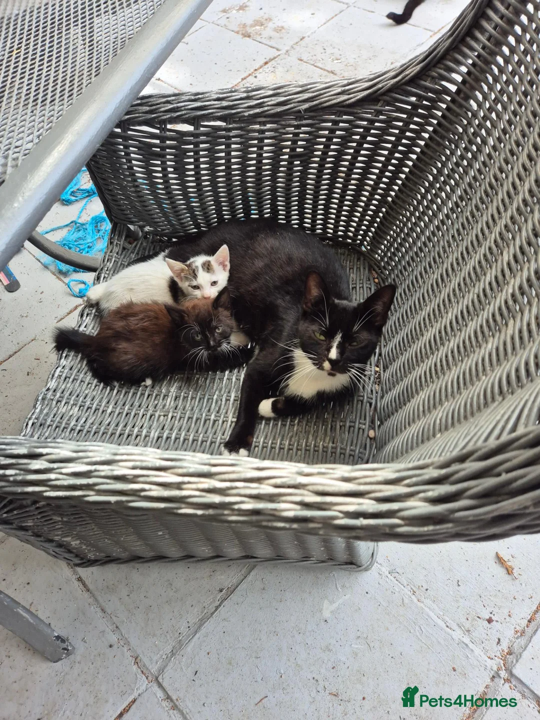 British Shorthair cats for sale: Gorgeous girl kittens for sale in Basildon - Advert 9