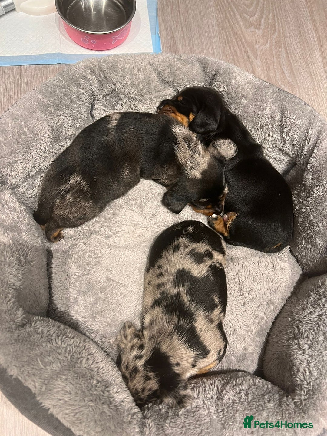 Dachshund dogs for sale: Female Merle and Female Black & Tan Dachshund  - Image 8