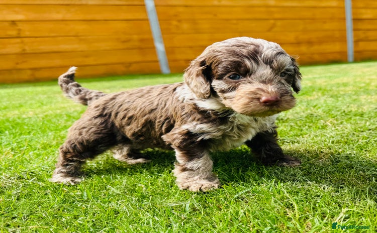 Cockapoo dogs - Advert 1
