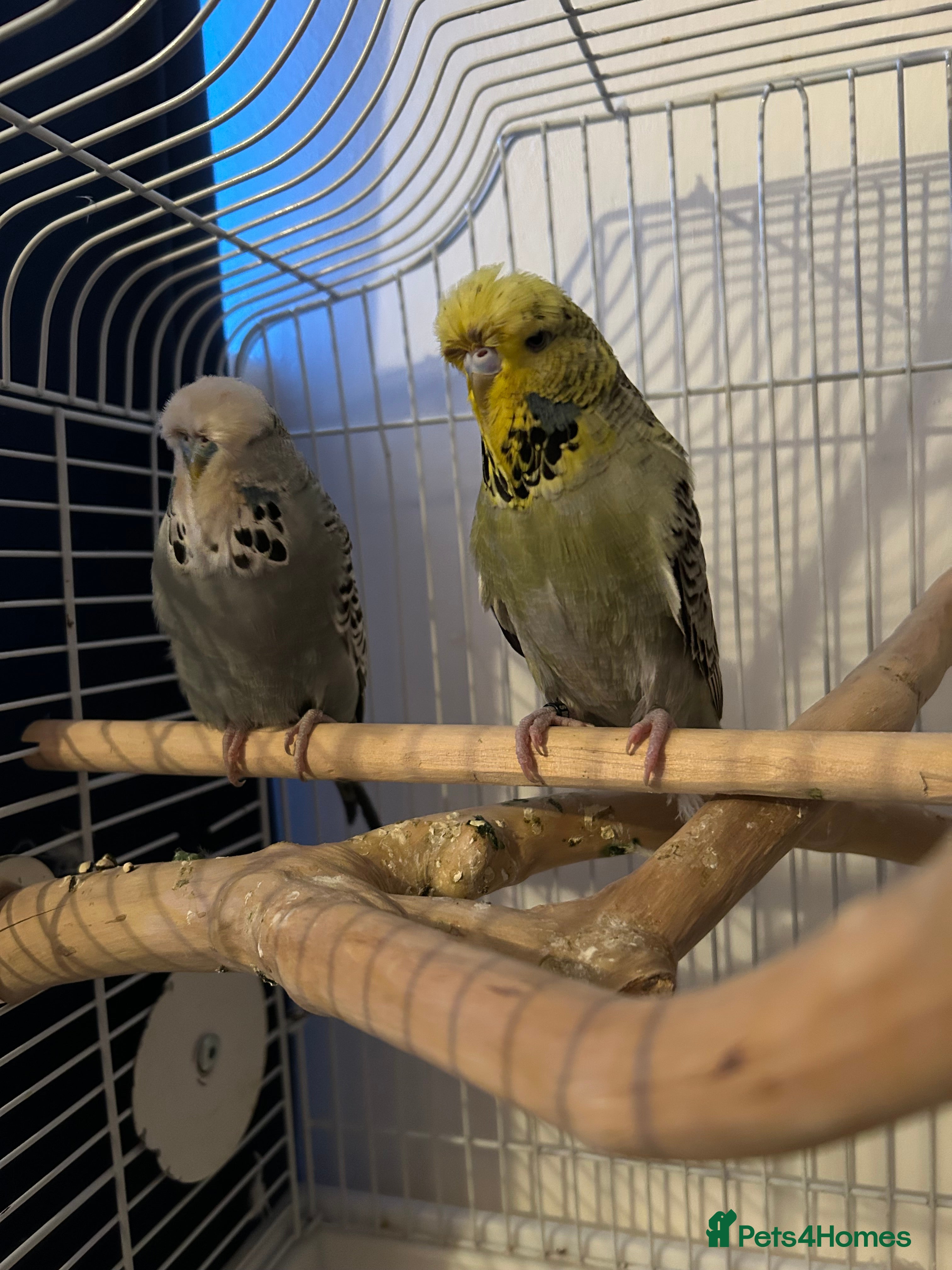Budgerigars birds 2 x Budgies and cage - Advert 1