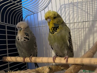 Budgerigars birds 2 x Budgies and cage - Advert 1