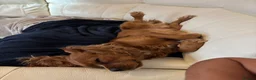 Cavalier King Charles Spaniel dogs for stud: Cavalier King Charles Spaniel for stud  - Advert 6