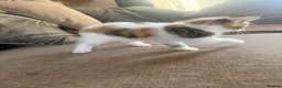 Mixed Breed cats for sale: Beautiful kittens looking for their forever home  - Advert 3