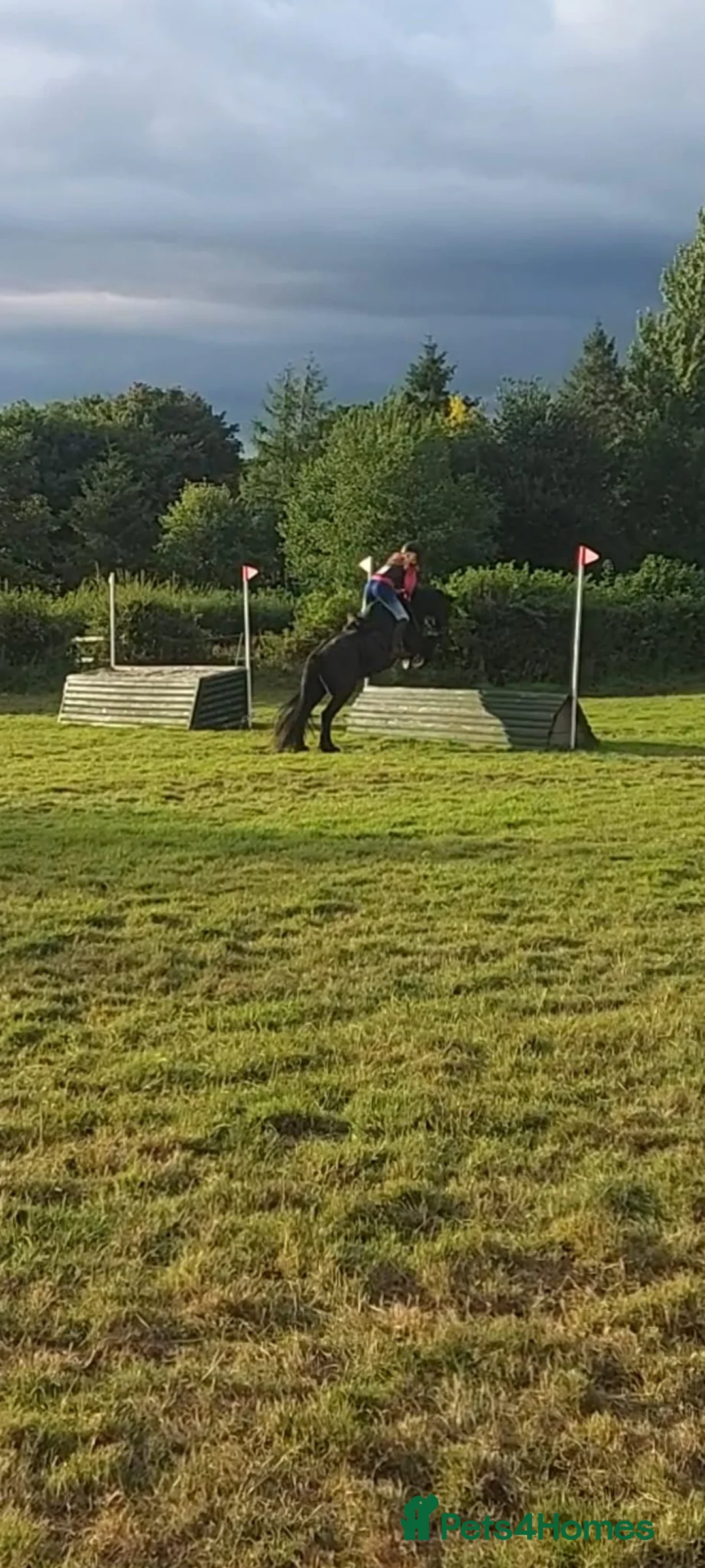 Fell horses for sale: Fell gelding 13'3hh in Launceston - Advert 2