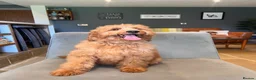 Goldendoodle dogs for sale: Mini Irishdoodle Ready now! health tested parents - Advert 7