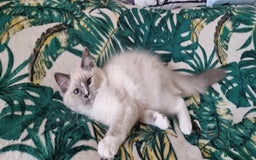 Ragdoll cats for sale: 💞BEAUTIFUL FULL PEDIGREE TICA RAGDOLL KITTENS 💞 - Image 4