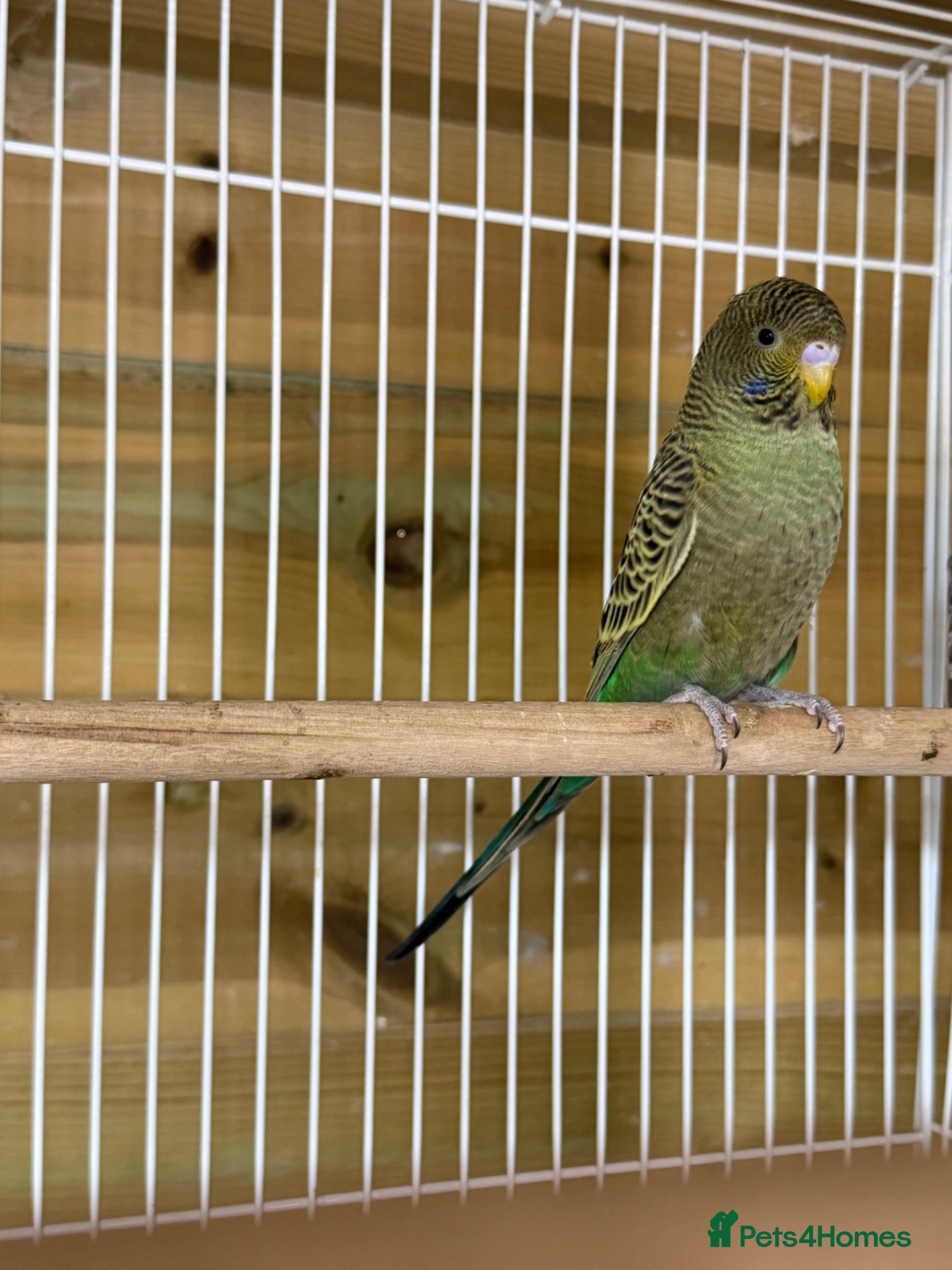 Budgerigars birds for sale: Young black face budgies - Advert 4