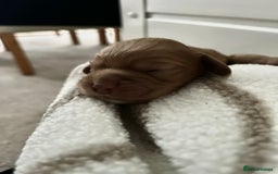 Cocker Spaniel dogs for sale: Working cocker spaniel *KC REG* - Advert 4