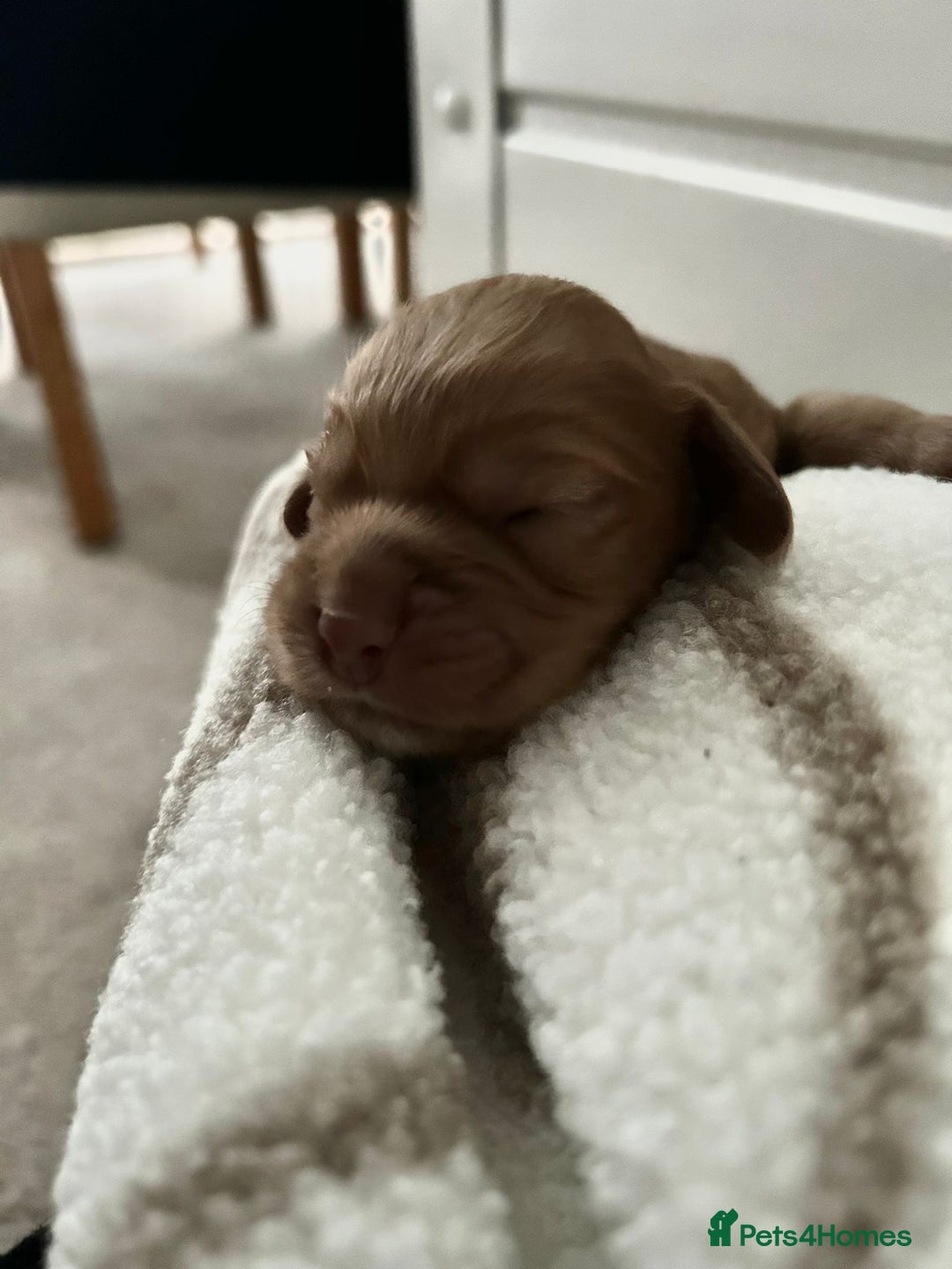 Cocker Spaniel dogs for sale: Working cocker spaniel *KC REG* - Advert 4