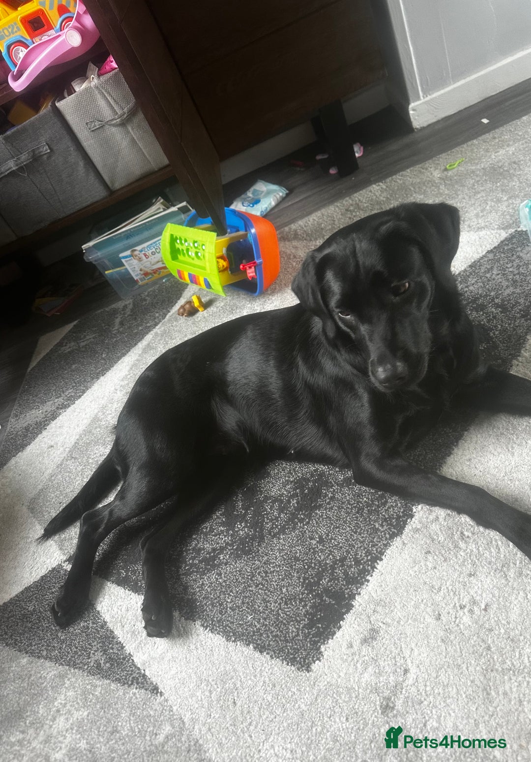 Labrador Retriever dogs for sale: 14 month Labrador Retriever - Advert 1
