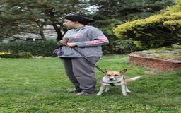 Mixed Breed dogs for adoption:  ❤️🐶Lanie 4-year-old girl with golden heart❤️🐶 - Advert 4