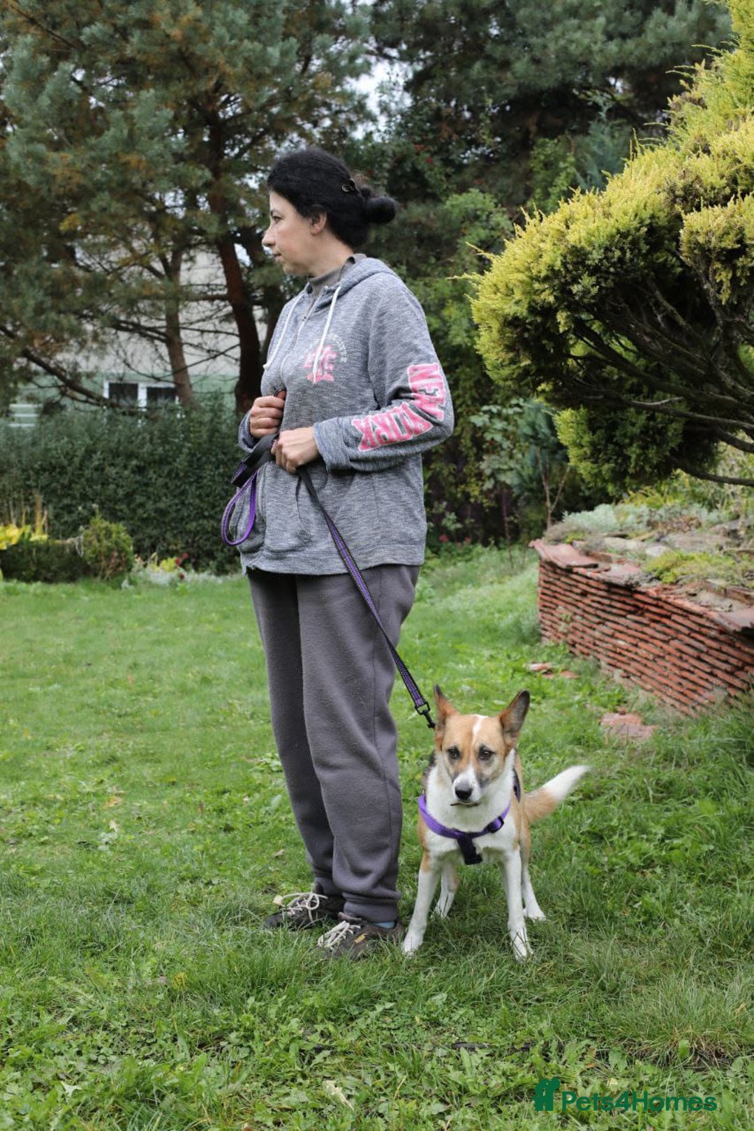 Mixed Breed dogs for adoption:  ❤️🐶Lanie 4-year-old girl with golden heart❤️🐶 - Advert 4