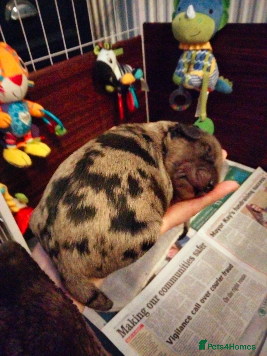 Cavapoo dogs for sale: Stunning F2B Cavapoo's Health Tested - Advert 13