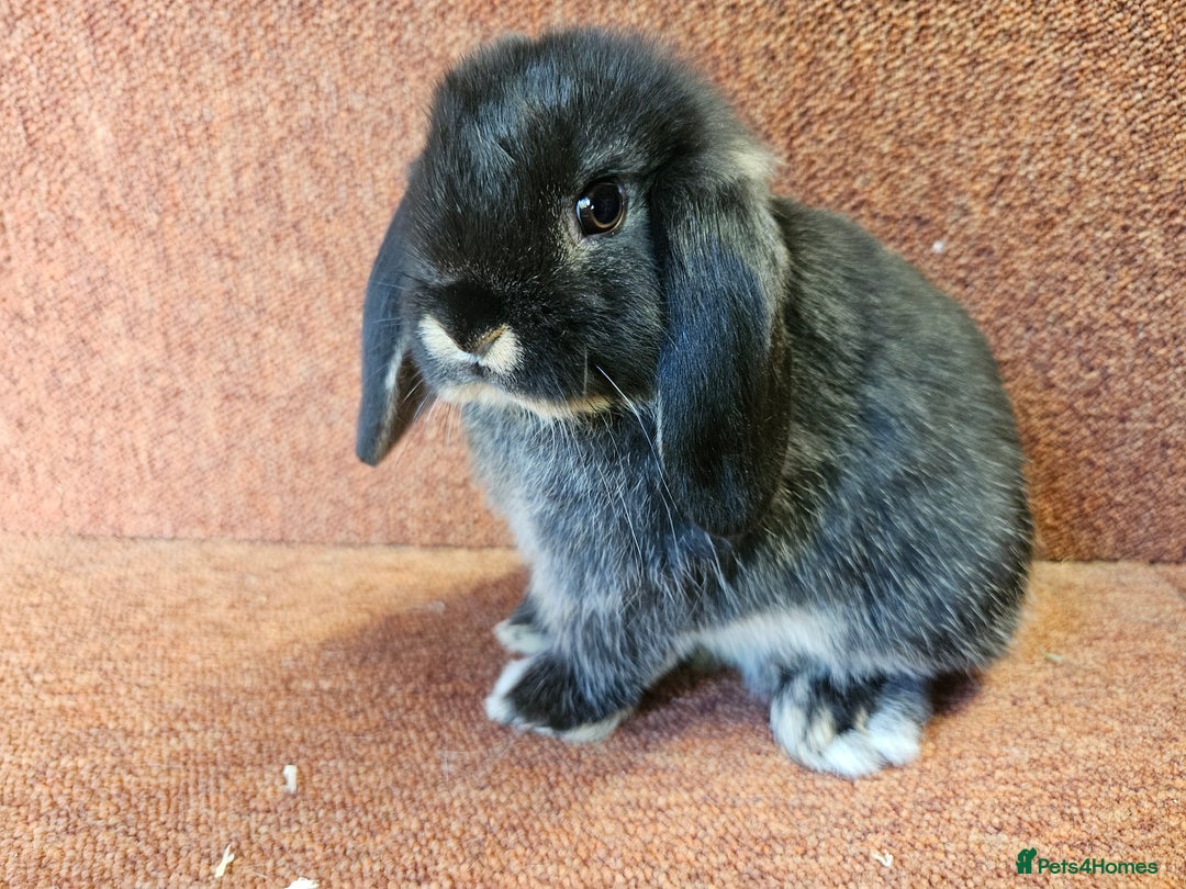 Mini Lop rabbits for sale: Pure mini lop Kits show lines . Vaccinated  - Image 1