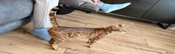 Mixed Breed cats for sale: Gorgeous mixed Bengal kittens - Advert 4