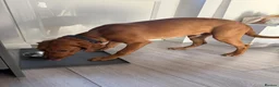 Labrador Retriever dogs for sale: 6 Month KC Registered Fox Red Working Labrador in Chelmsford - Advert 5