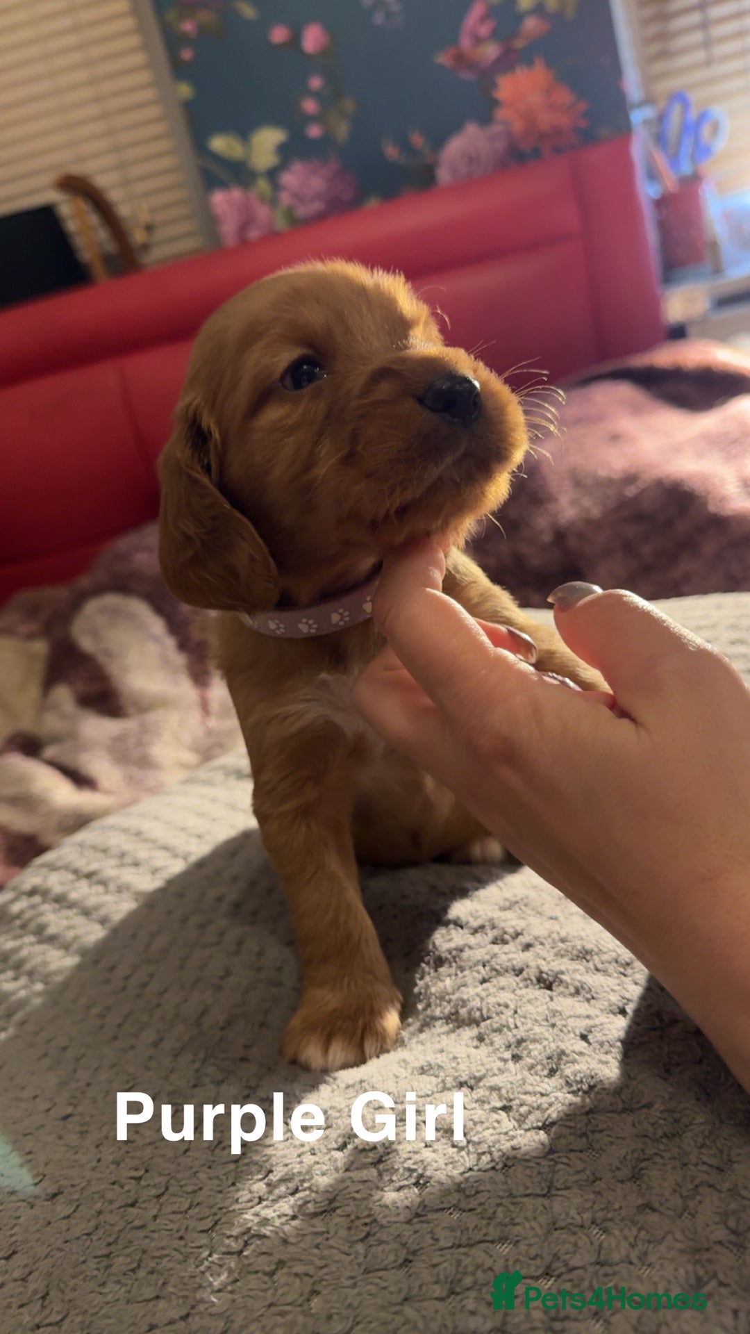 Cocker Spaniel dogs for sale: Cocker Spaniel Puppies looking for new home - Advert 8