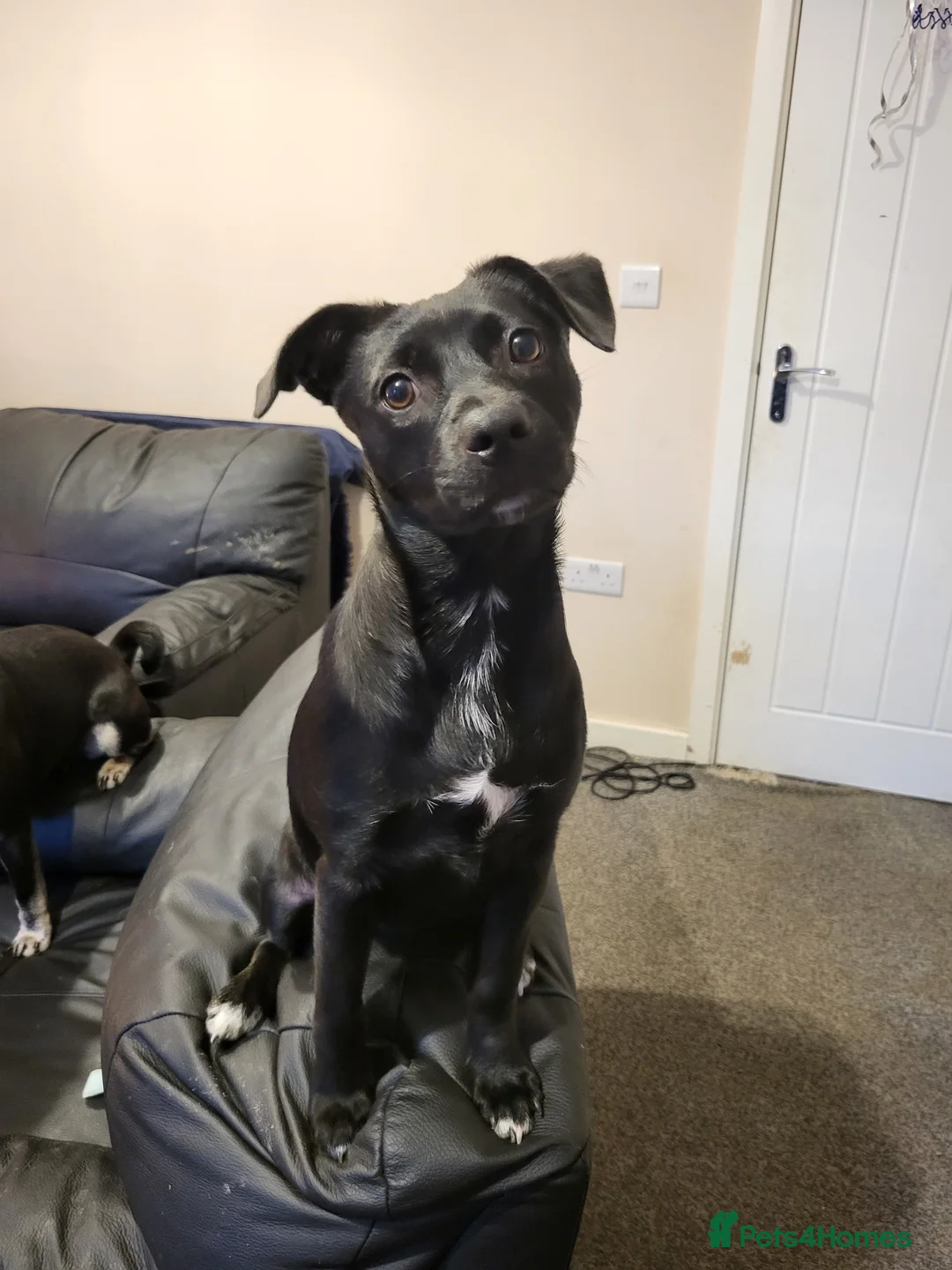 Mixed Breed dogs for sale: Staffie X Pomeranian Puppy - Advert 2